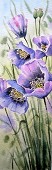 Purple Poppies.