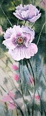 White Poppies.