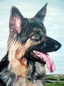 German Shepherd.