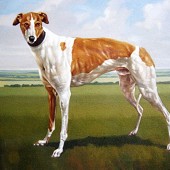 Greyhound.