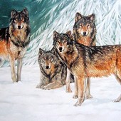 Wolves In The Snow.