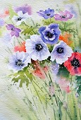 Anemones.