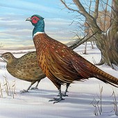 Pheasants.