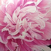 Peony.